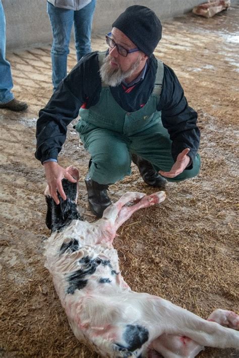 cornell colostrum collection